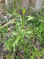 Haloragis heterophylla
