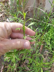 Haloragis heterophylla