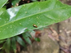 Chrysomelidae