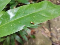 Chrysomelidae