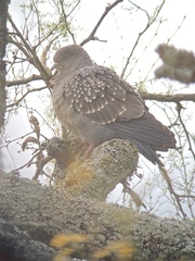 Patagioenas maculosa