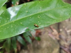 Chrysomelidae