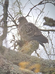 Patagioenas maculosa