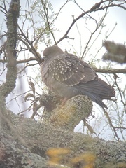 Patagioenas maculosa