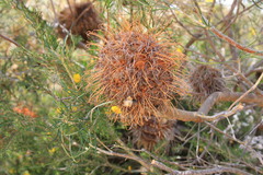 Banksia telmatiaea