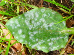 Golovinomyces sordidus