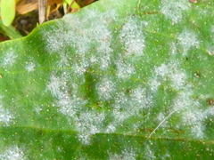 Golovinomyces sordidus