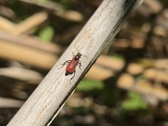 Anthocomus rufus