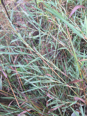 Muhlenbergia mexicana