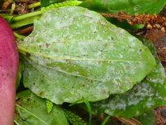 Golovinomyces sordidus