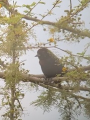 Chrysomus ruficapillus