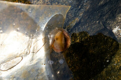 Neripteron violaceum