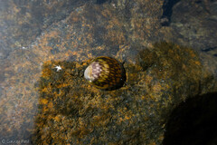 Neripteron violaceum