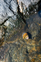 Neripteron violaceum