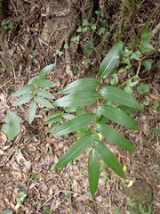 Polygonatum arisanense