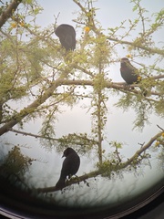 Chrysomus ruficapillus