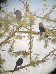 Chrysomus ruficapillus