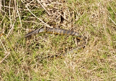 Notechis scutatus occidentalis