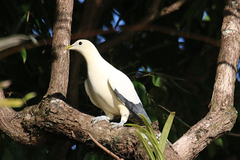 Ducula spilorrhoa