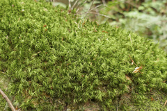 Dicranum howellii