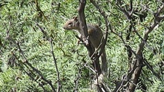 Otospermophilus variegatus