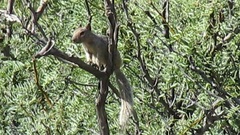 Otospermophilus variegatus