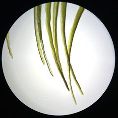 Dicranum howellii