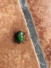 Heterorrhina elegans