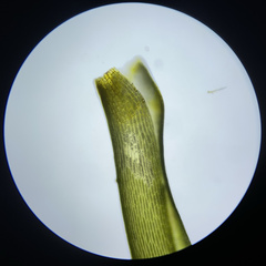 Dicranum howellii