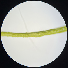 Dicranum howellii
