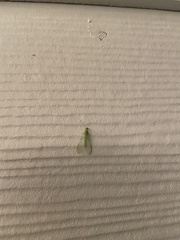 Chrysoperla rufilabris