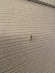 Chrysoperla rufilabris