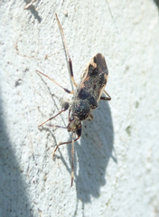 Rhyparochromidae