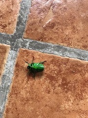 Heterorrhina elegans