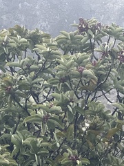 Santalum haleakalae
