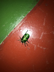 Heterorrhina elegans