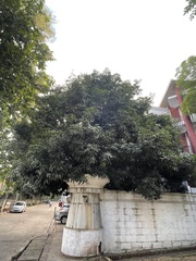 Mangifera indica