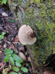 Polyporaceae