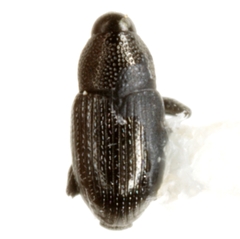 Microbaris galvestonica