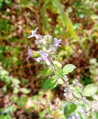 Mesosphaerum suaveolens