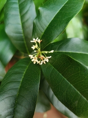 Osmanthus fragrans
