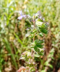 Mesosphaerum suaveolens