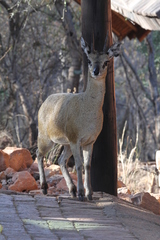 Oreotragus oreotragus transvaalensis