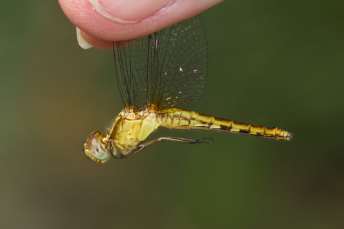 Plateau Dragonlet