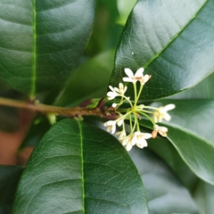 Osmanthus fragrans