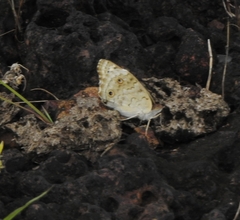 Junonia orithya