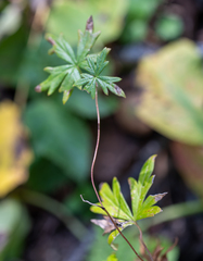 Aconitum volubile
