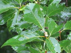 Quercus serrata