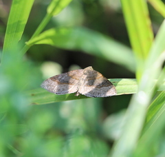 Scotopteryx chenopodiata