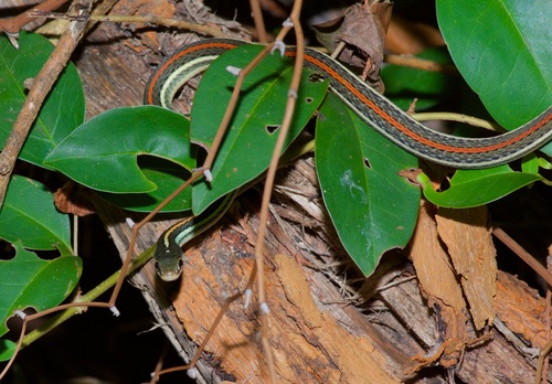 Red-striped Ribbonsnake